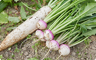 野菜