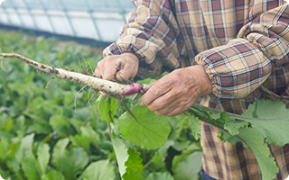 野菜